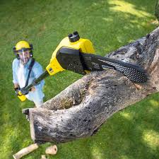 Best Tree and Shrub Care  in Cera, AL