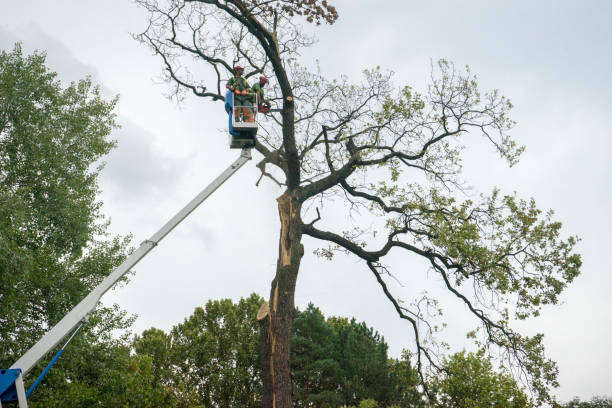 Best Commercial Tree Services  in Cera, AL