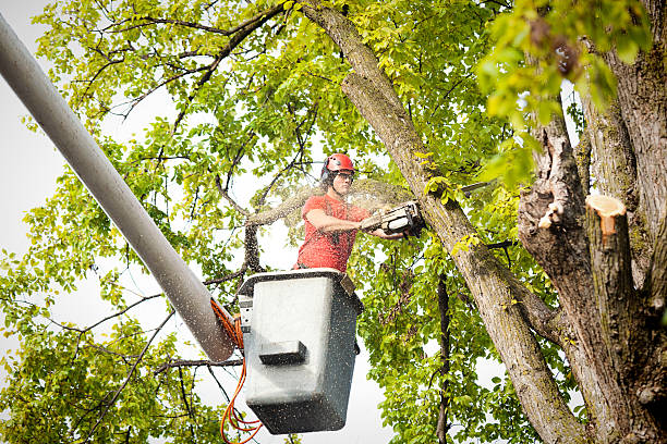 Best Emergency Tree Removal  in Cera, AL