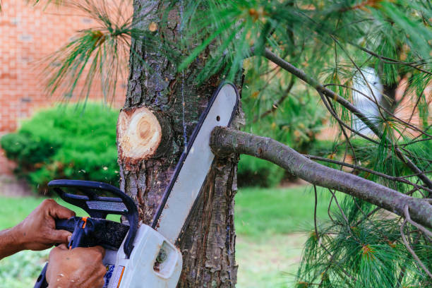 Best Palm Tree Trimming  in Cera, AL